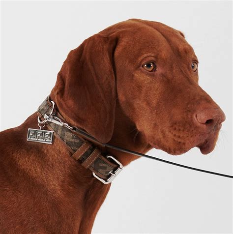 prada dog accessories|high end rounded dog collar.